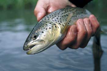 South Carolina's top 5 trout fishing streams
