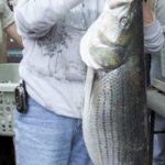 Lorraine Buckwell weighs in a 26-pound, 14-ounce striper from Lake Murray that helped she and husband Louis win the Midlands Striper Club tournament on March 15. It was the biggest striper caught in a club event this season.