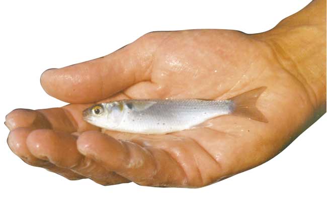 live finger mullet for sale