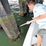 Capt. Jot Owens uses a garden tool to scrape barnacles from a piling. The barnacles exposed by raking with a hoe often attract sheepshead.