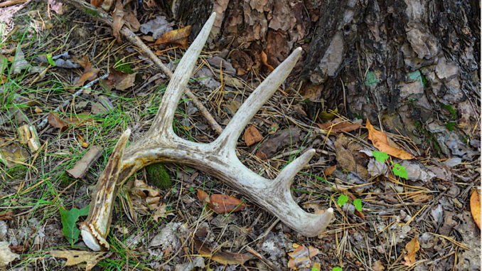 Shed hunting provides many benefits and improves your trophy chances