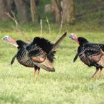 No two gobblers are likely to act alike, even if these two seem to be thinking the same thing.