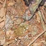 Finding fresh sign like gobbler droppings lets a turkey hunter know he’s in the right area.