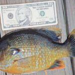 Slab-sided female bream are most easily caught when they head to the shallows to spawn.