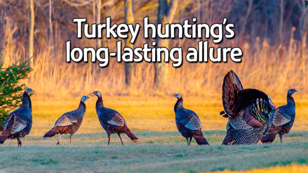 Turkey hunting’s long-lasting allure