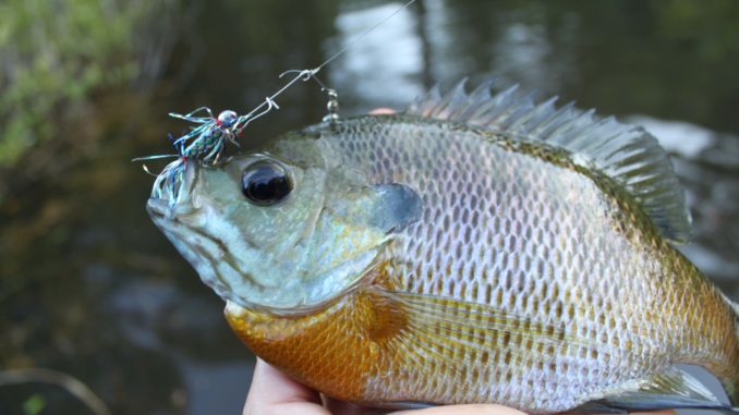 Catfish, bluegill, carp, gar and crappie at North Carolina's