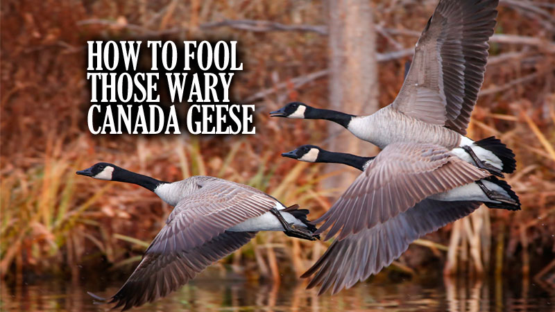 I was invited on a hunt for resident Canada geese early this fall and had an excellent hunt, even though it didn’t start out that way.