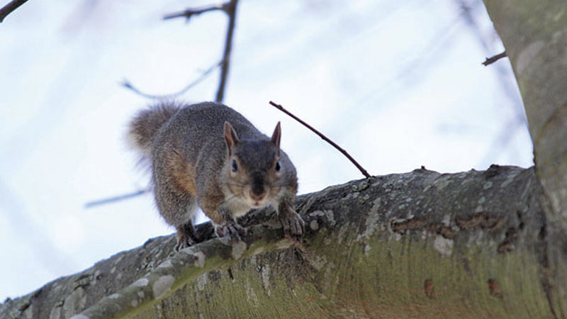 squirrel