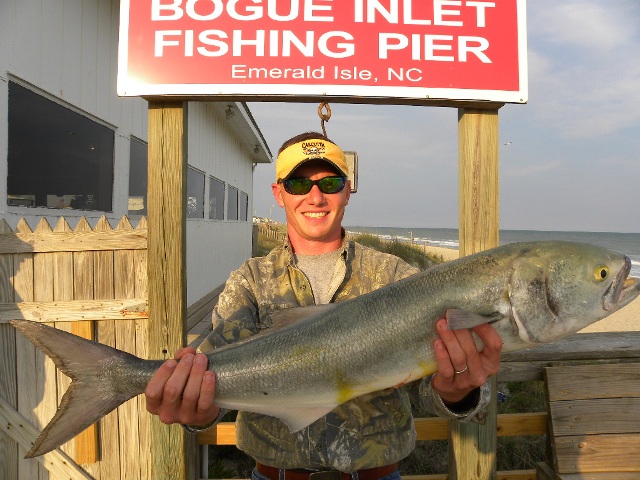 Chopper bluefish putting bite on king rigs at Bogue Pier in North