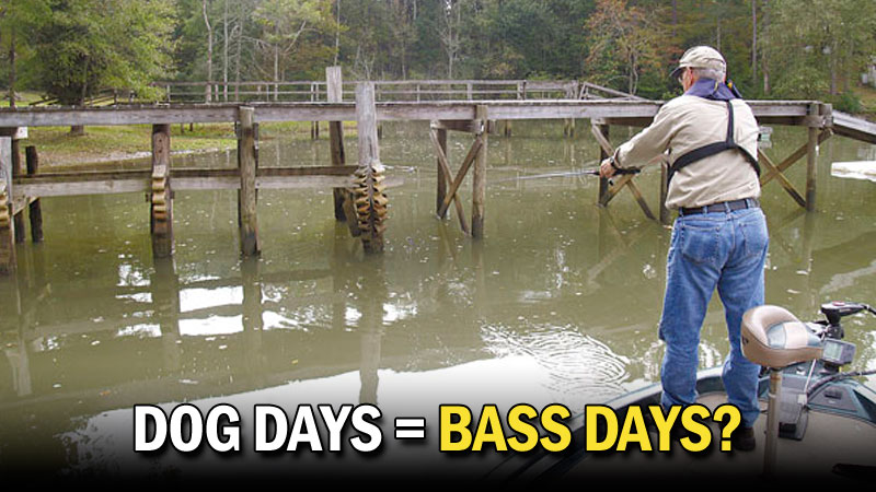 The dog days of summer. Hot, lazy, sultry days. Many believe the term “dog days” developed because it’s so hot that all dogs do is laze around the yard and pant.