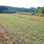 Food plots that combine annual and perennial mixes will provide more-consistent nourishment for wildlife year-round.