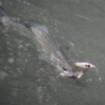 Speckled trout are suckers for topwater baits like this Top Dog in the fall, when they respond to baitfish migration and begin to feed more aggressively in preparation for winter.