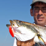 Big topwater baits tend to “cull” out smaller trout; expect the average size of fish caught to be much bigger.