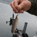 A minnow hooked through the lips and a “stinger” hook is a Jocassee trout rig.