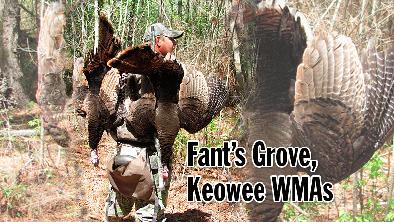 Both Fant’s Grove and Keowee WMAs are in Game Zone Two and cover areas around Lake Hartwell. Biologist Tom Swayngham of SCDNR said both WMAs offer excellent hunting opportunities for turkey hunters.