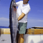 Big spring wahoo will often easily exceed 50 to 60 pounds.