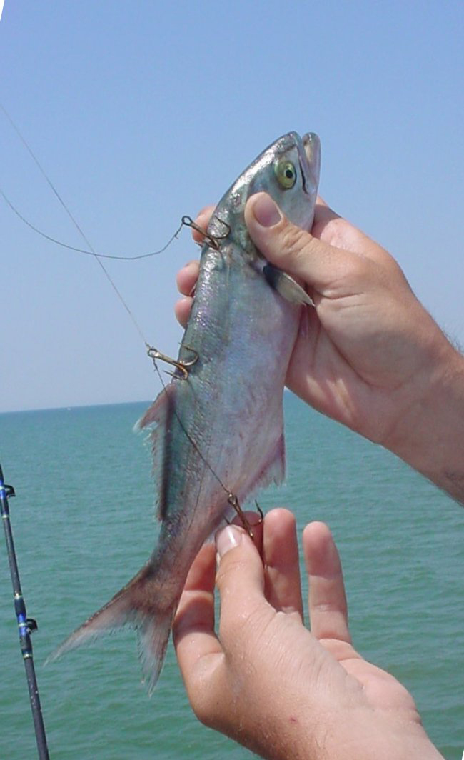 Bluefish are great live bait for spring king mackerel run