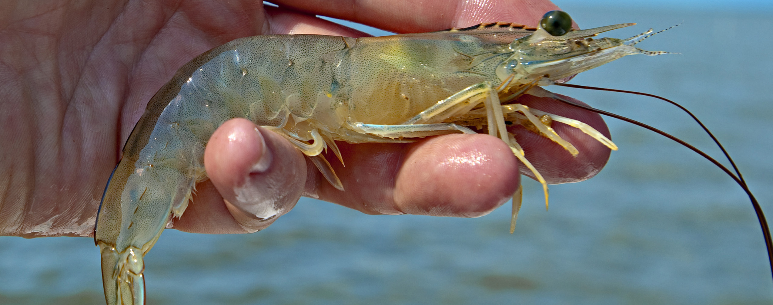 Shrimp in baitwells take special care