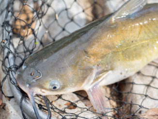 catfish