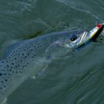 Speckled trout will get so aggressive in the fall that a big topwater plug is often a very effective bait for targeting them.