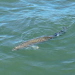 Speckled trout don’t bite as well around slack high or slack low tide; they’re much more likely to be feeding when the current is moving.
