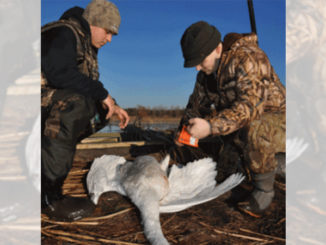swan
