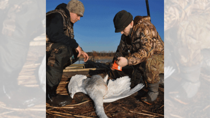swan