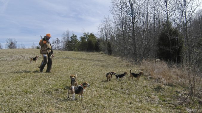North Carolina holds plenty of good rabbit hunting