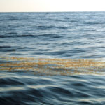Floating mats of sargassum grass often attract dolphin, which cruise under and around it, looking for a quick meal.