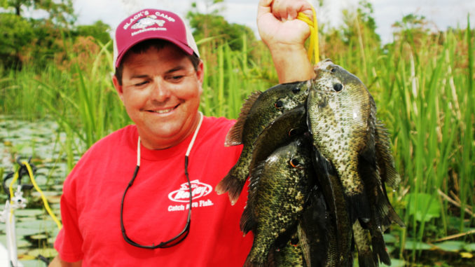 Fish shallow for a full stringer at Lake Marion or Lake Moultrie