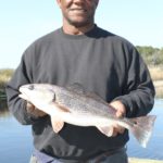 Redfish are scattered along the lower two-thirds of the Ashepoo River's run from Walterboro to the St. Helena Sound.