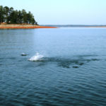 Nothing beats schooling fish within casting range.