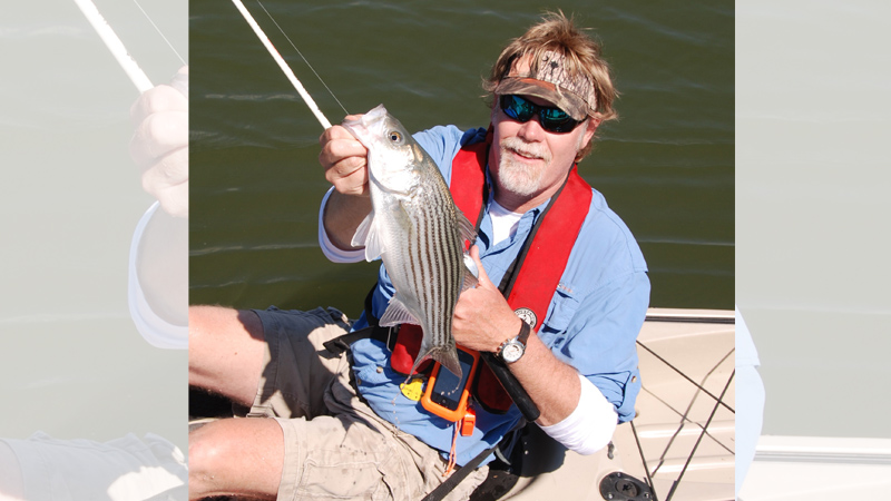 stripers