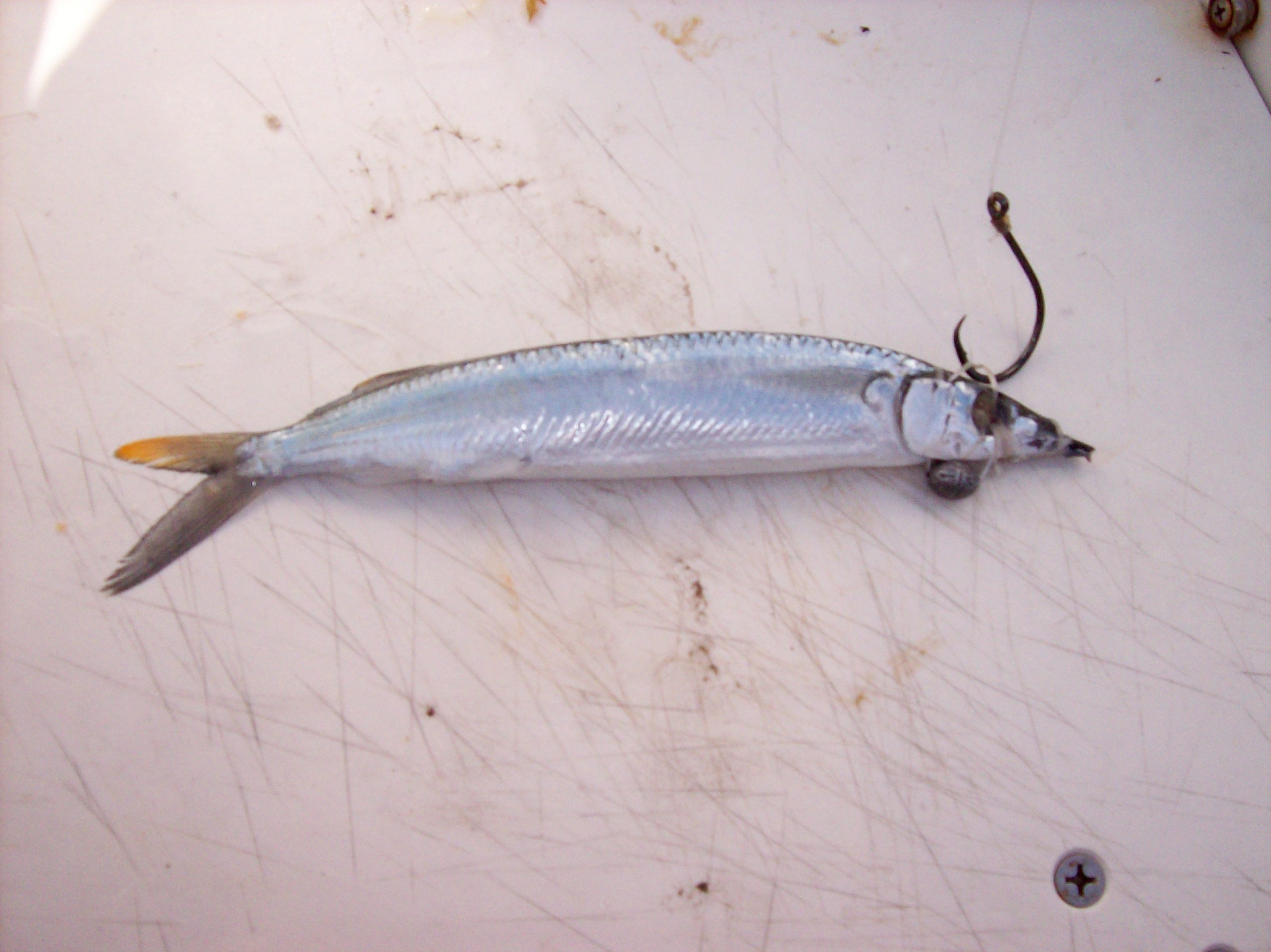 Circle hooks and rigging types used in a study of white marlin