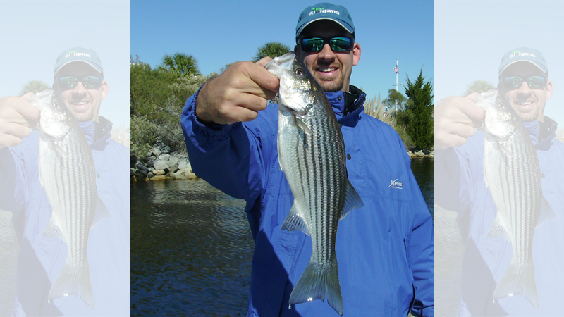 stripers