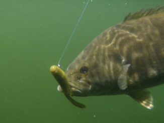 smallmouth