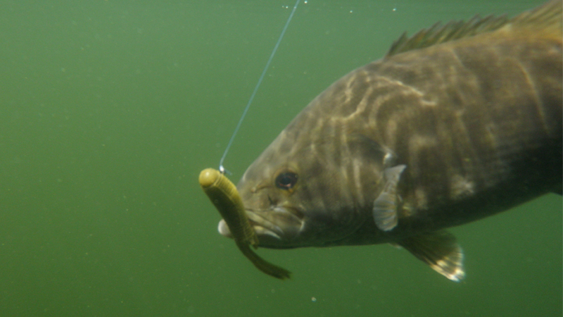 smallmouth
