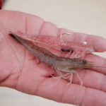 Use live shrimp to find a school of trout, the turn to an artificial, soft-plastic bait to work them over.