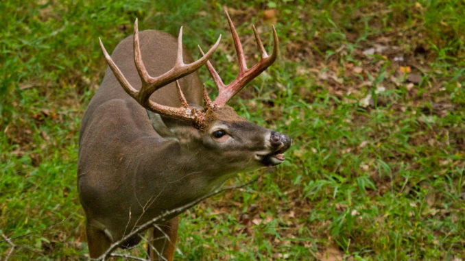 p1378846240 Taking the bait? Upstate South Carolina deer hunters shouldn’t go overboard with bait now that it’s legal