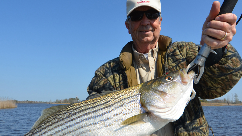 stripers