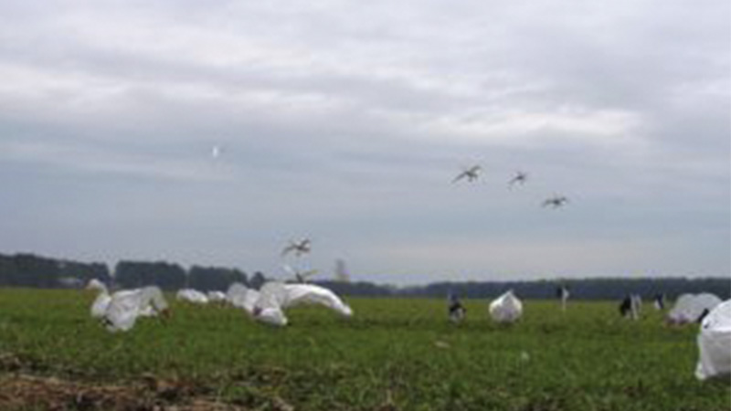 swan