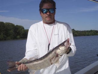 Walleye
