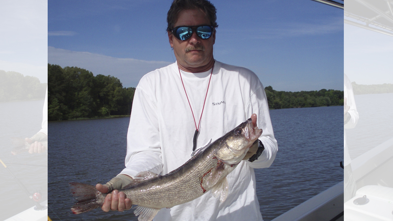 Walleye