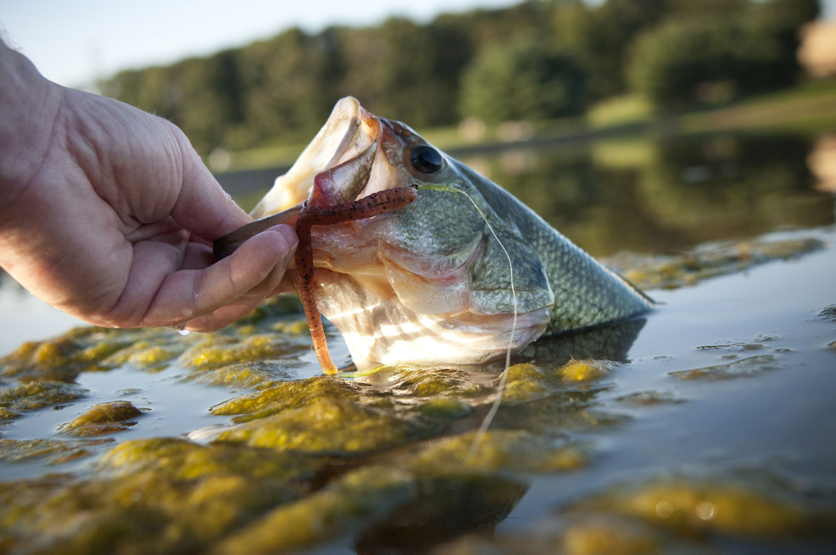 June can be best month to fish for bass in North Carolina