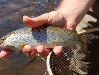 trout