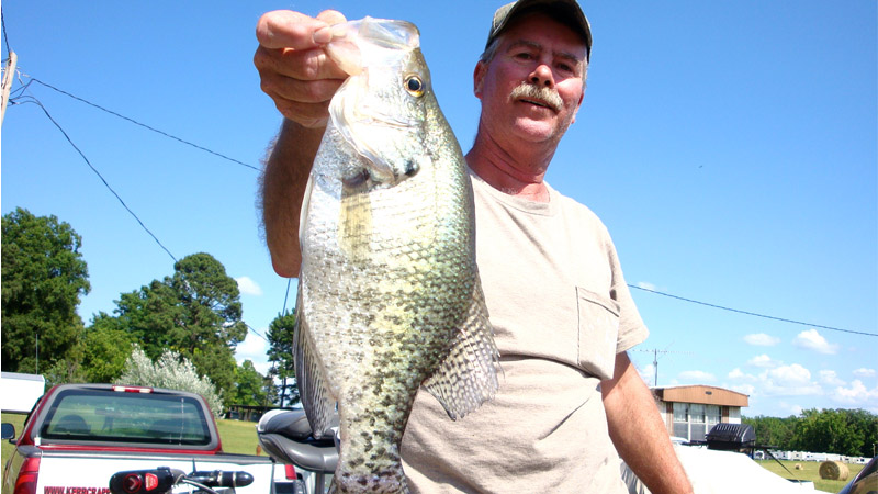 crappie