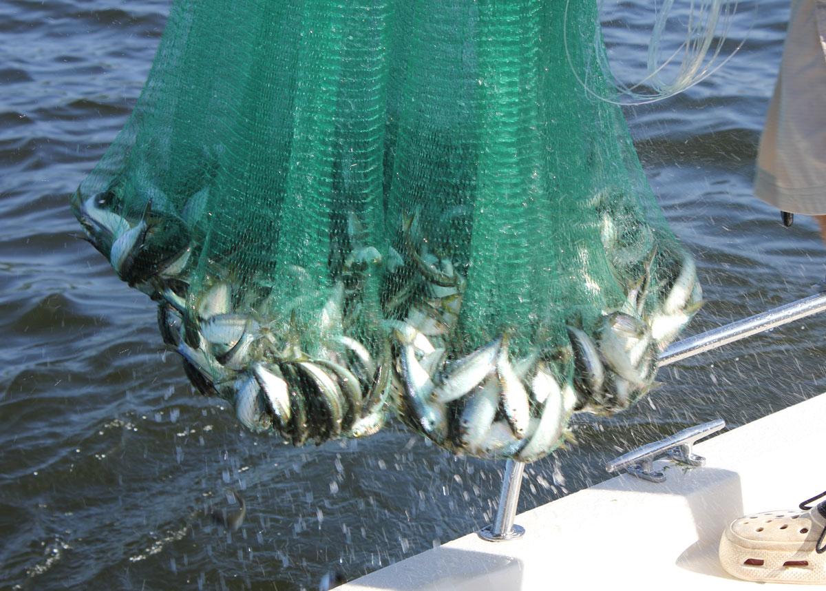 Cast-netting for perch