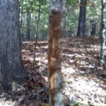 Big rubs and scrapes help tell Danny Dillard where a big buck’s core area is and how, when and where he enters and leaves it.