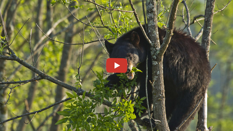 bears