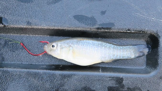 Hooking live bait in different places can add up to a few more hookups for  South Carolina anglers